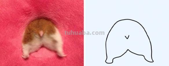 不要在意这些细节 推特画师分享魔性萌宠最简简笔画