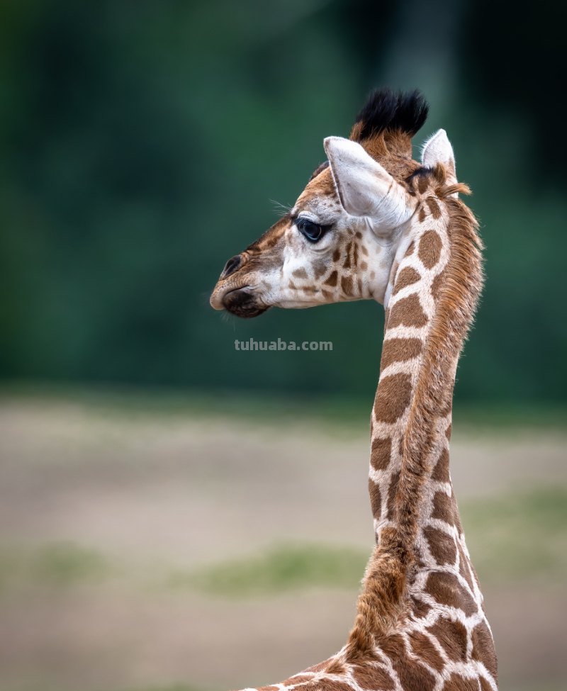 长颈鹿怎么画 长颈鹿怎么画