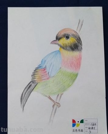 我要用彩铅画什么 你想用彩色铅笔画些什么？