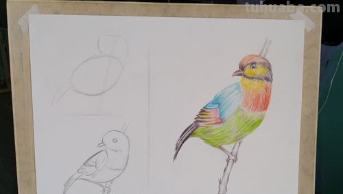 我要用彩铅画什么 你想用彩色铅笔画些什么？