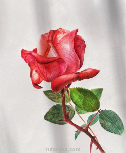 用彩铅画的花卉，也太好看了吧