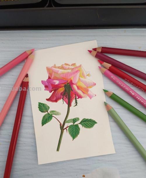 用彩铅画的花卉，也太好看了吧