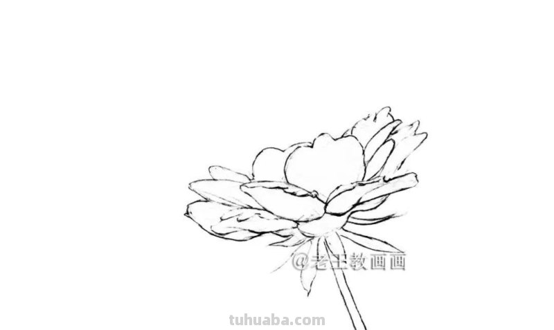 用彩铅画的花卉，也太好看了吧