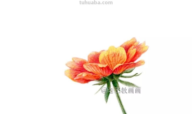 用彩铅画的花卉，也太好看了吧