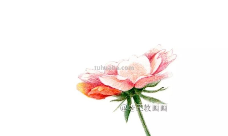 用彩铅画的花卉，也太好看了吧