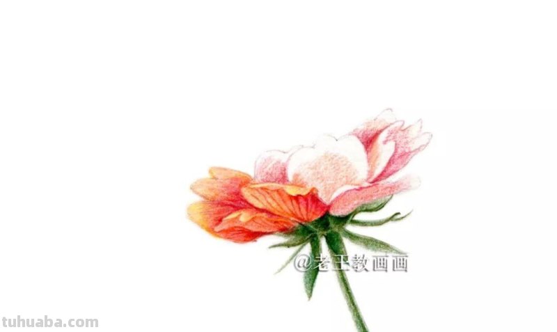 用彩铅画的花卉，也太好看了吧