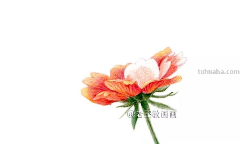 用彩铅画的花卉，也太好看了吧