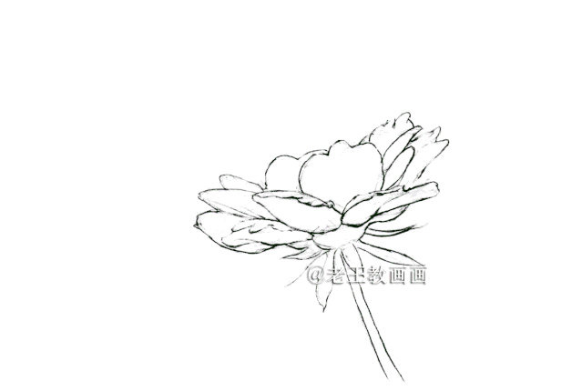 用彩铅画的花卉，也太好看了吧