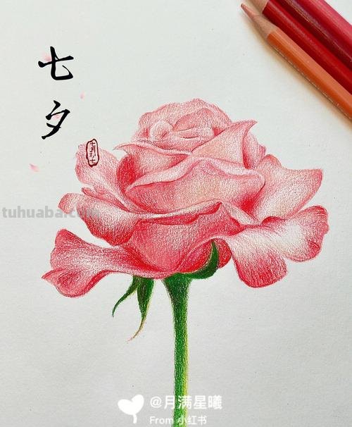 玫瑰花那么美，用彩铅画出来更美