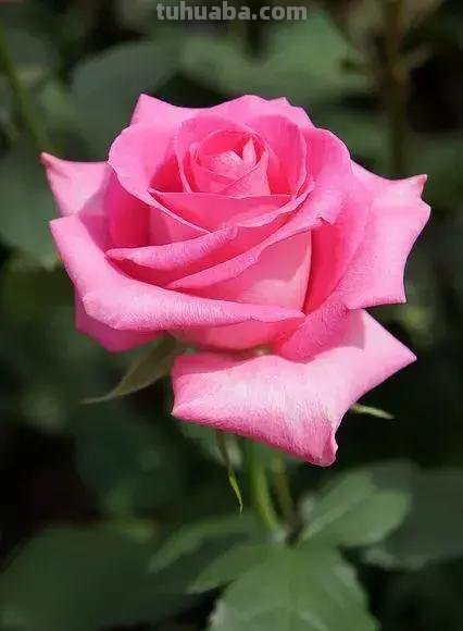 玫瑰花那么美，用彩铅画出来更美