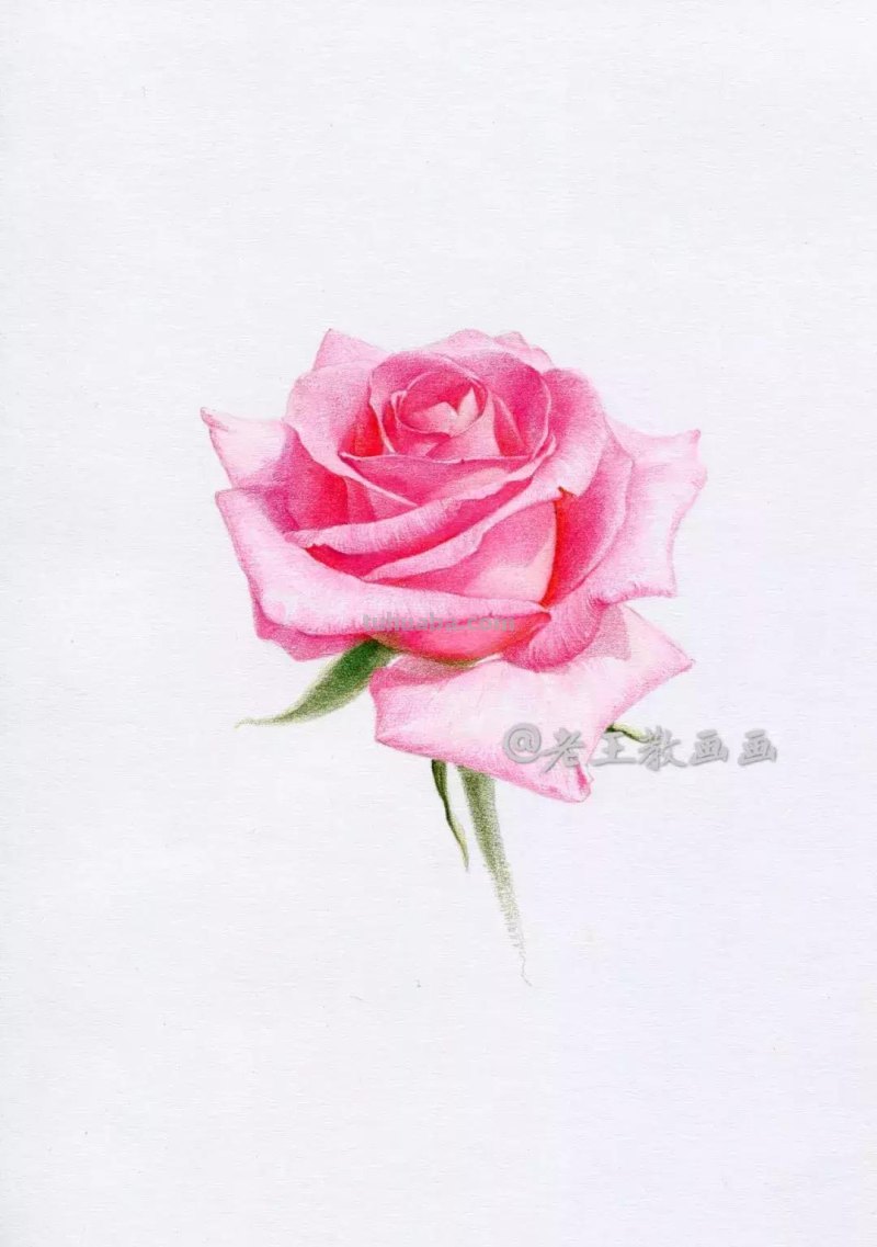 玫瑰花那么美，用彩铅画出来更美