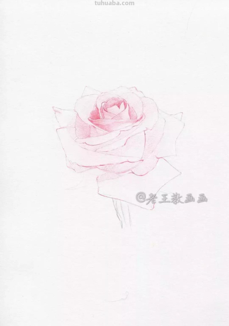 玫瑰花那么美，用彩铅画出来更美