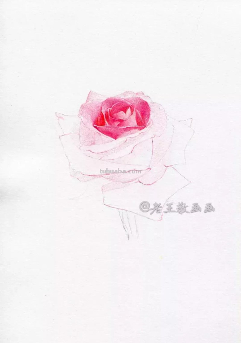 玫瑰花那么美，用彩铅画出来更美