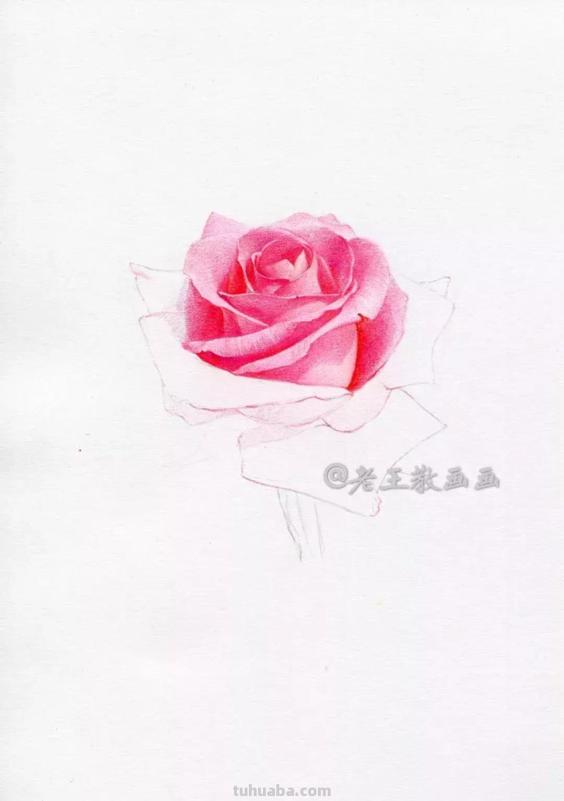 玫瑰花那么美，用彩铅画出来更美