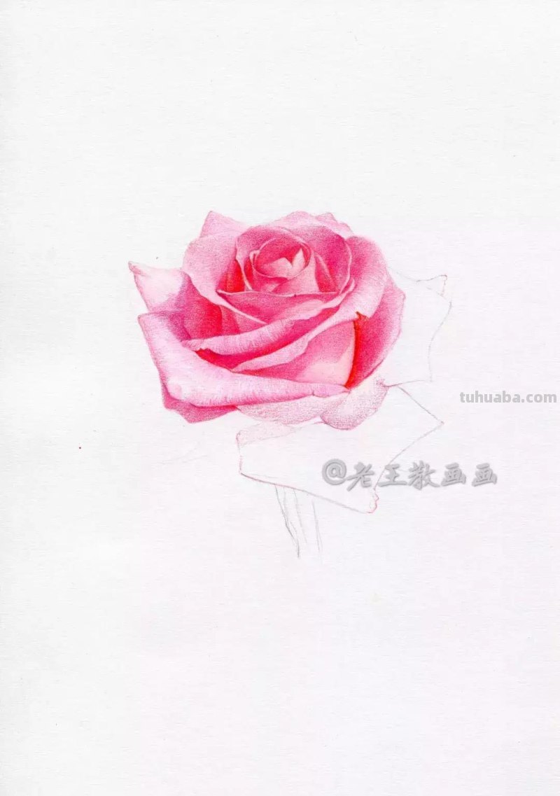 玫瑰花那么美，用彩铅画出来更美