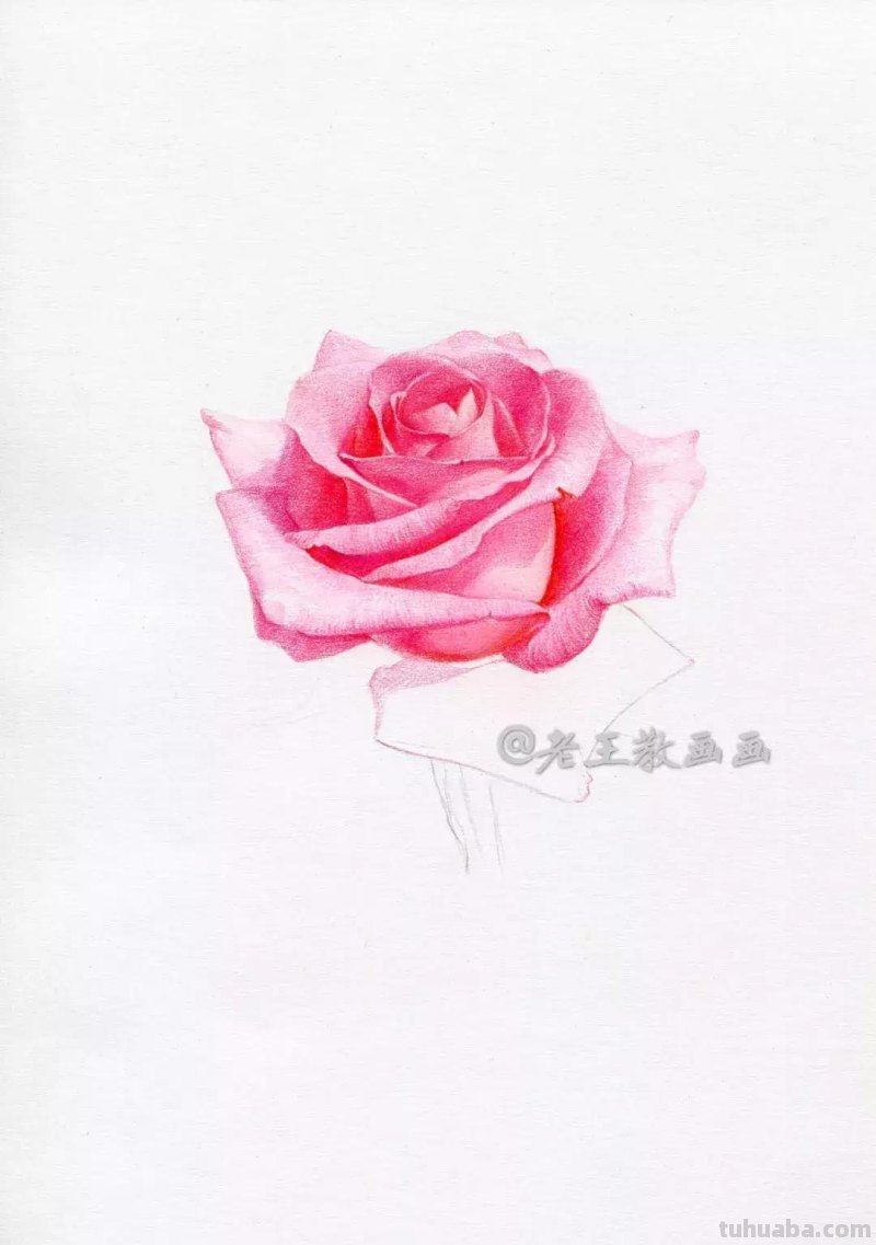玫瑰花那么美，用彩铅画出来更美