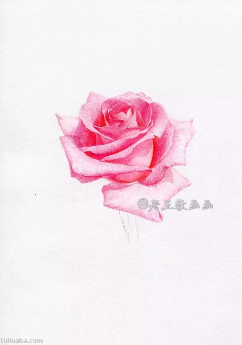 玫瑰花那么美，用彩铅画出来更美