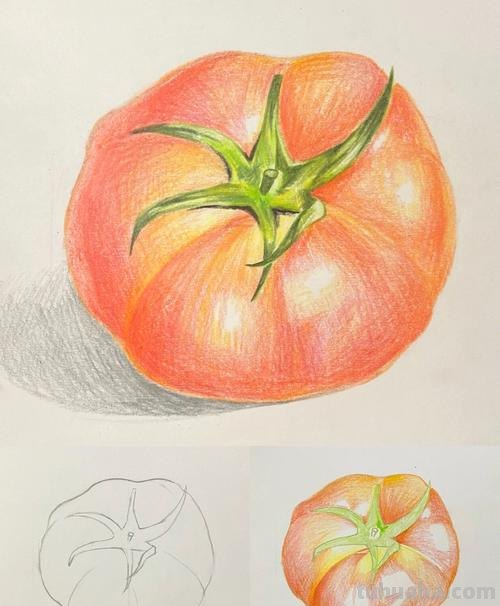 彩铅水果西红柿怎么画 水果蔬菜彩铅画教程？