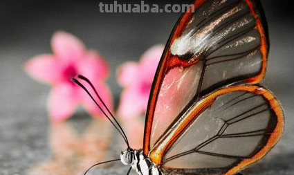 蝴蝶简笔画笔顺