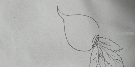 萝卜简笔画