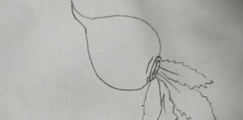 萝卜简笔画