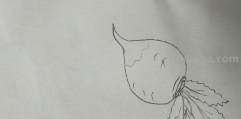 萝卜简笔画