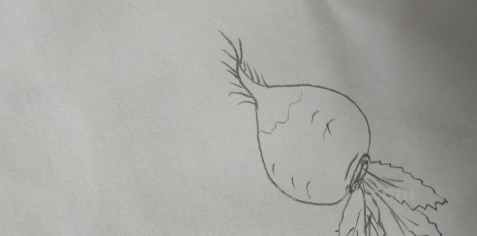 萝卜简笔画