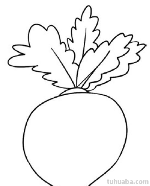 白萝卜简笔画 白萝卜简笔画图片