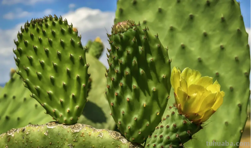 仙人掌的画法又简单又漂亮 仙人掌的画法又简单又漂亮