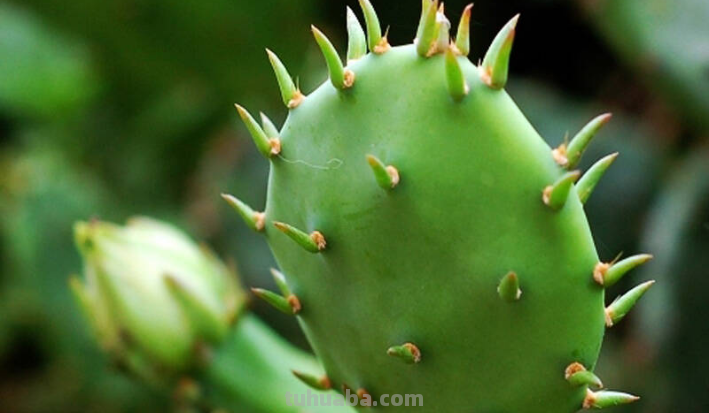 仙人掌怎么画? 仙人掌怎么画?