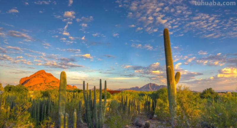 仙人掌的画法又简单又漂亮 仙人掌的画法又简单又漂亮