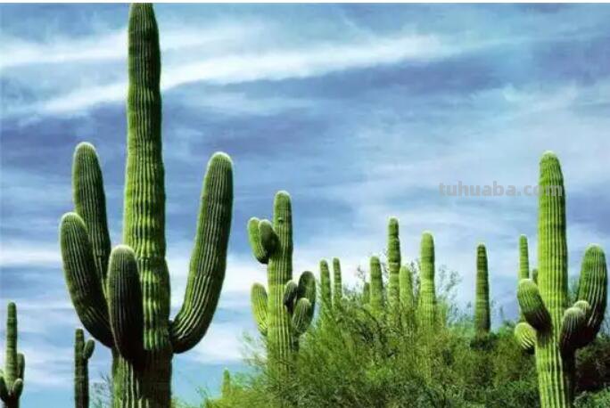 仙人掌的画法又简单又漂亮 仙人掌的画法又简单又漂亮