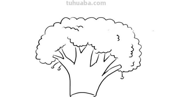 西兰花怎么画简笔画图片 西兰花怎么画简笔画图片