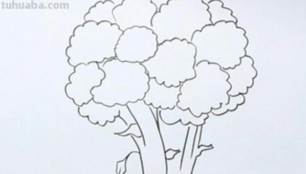 西兰花怎么画 西兰花怎么画