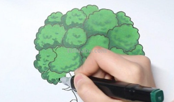 西兰花怎么画 西兰花怎么画