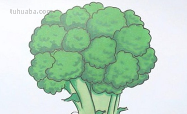 西兰花怎么画 西兰花怎么画