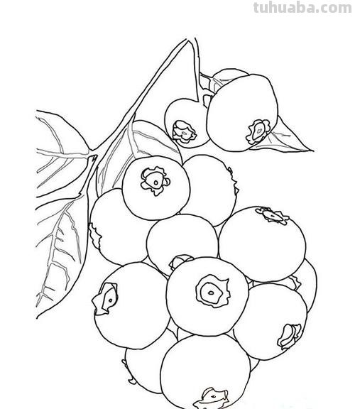 蓝莓简笔画 蓝莓简笔画图片带颜色