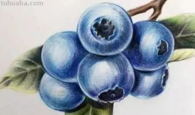 画蓝莓怎么画 画蓝莓怎么画