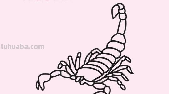 蝎子怎么画简笔画 蝎子究竟是不是昆虫?