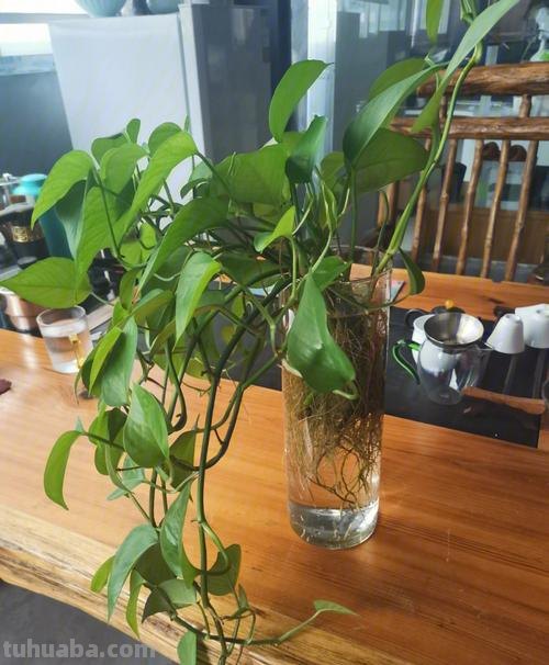 水养绿萝的方法
