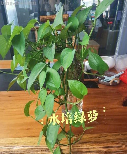 水养绿萝的方法