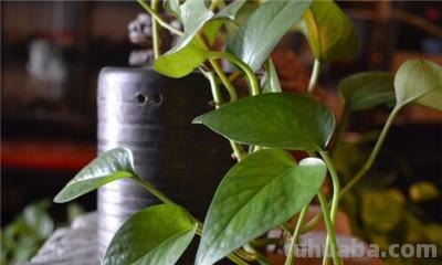 水养绿萝的方法