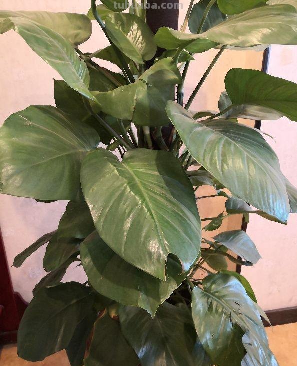 简要了解土培绿萝，怎样养殖绿萝能长的旺盛，郁郁葱葱