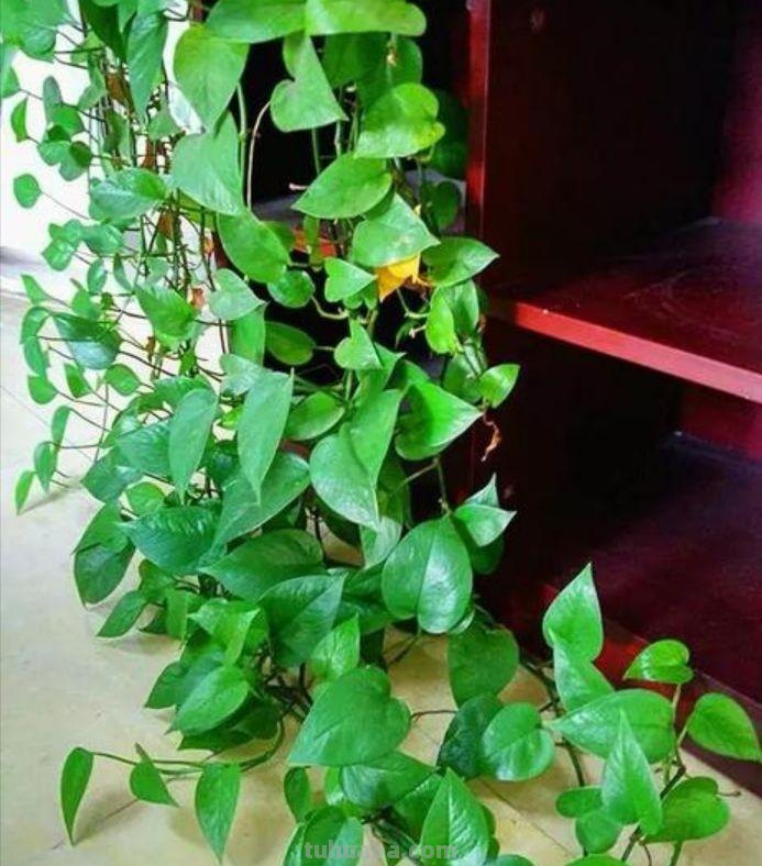 简要了解土培绿萝，怎样养殖绿萝能长的旺盛，郁郁葱葱