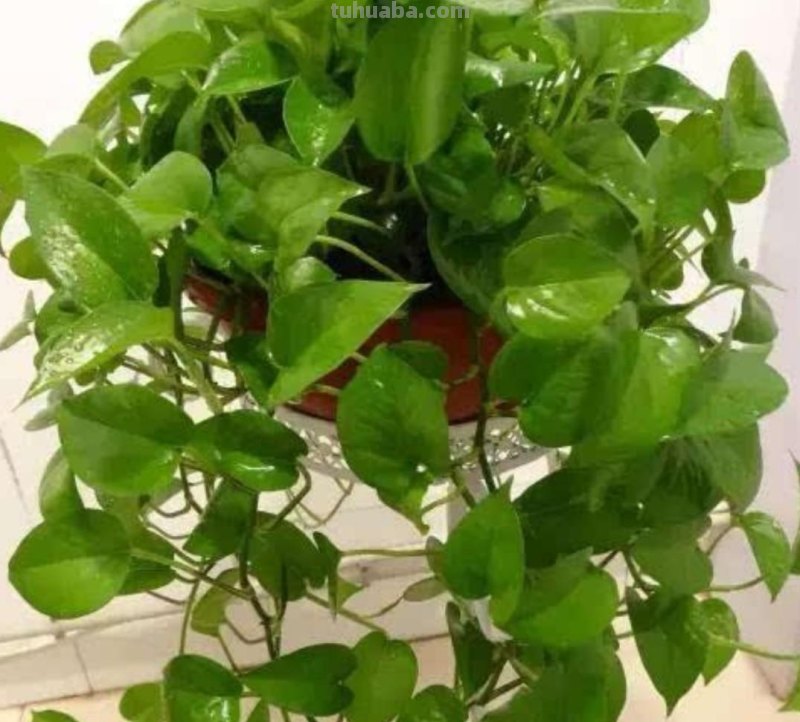 简要了解土培绿萝，怎样养殖绿萝能长的旺盛，郁郁葱葱