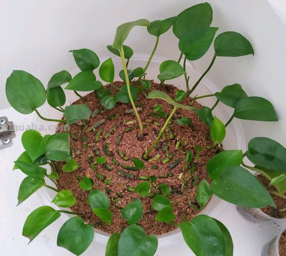 绿萝剁八段，埋土里就发芽，10天长出一茬苗