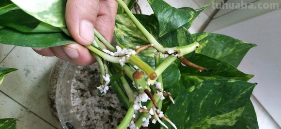 绿萝剁八段，埋土里就发芽，10天长出一茬苗