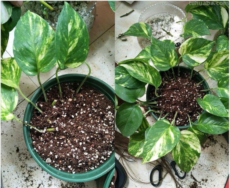 绿萝剁八段，埋土里就发芽，10天长出一茬苗