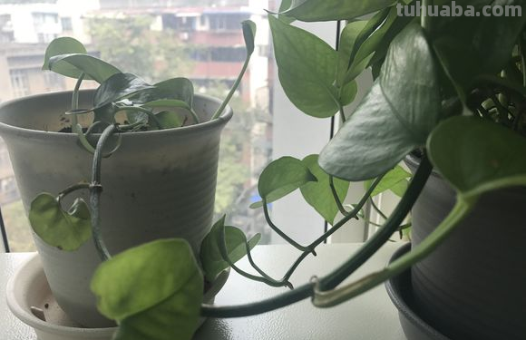 绿萝剁八段，埋土里就发芽，10天长出一茬苗