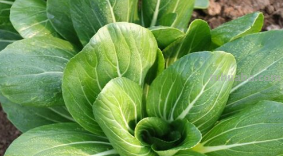 青菜简笔画怎么画 青菜简笔画怎么画